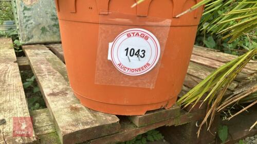 2 X CHAMAEROPS HUMULIS FAN/EUROPEAN PALM