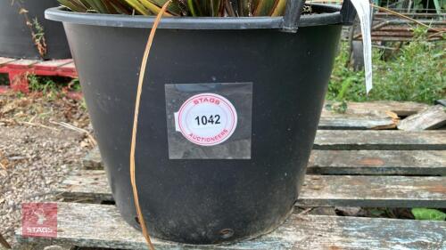 1 XPHORMIUM TENAX 'NEW ZEALAND FLAX'