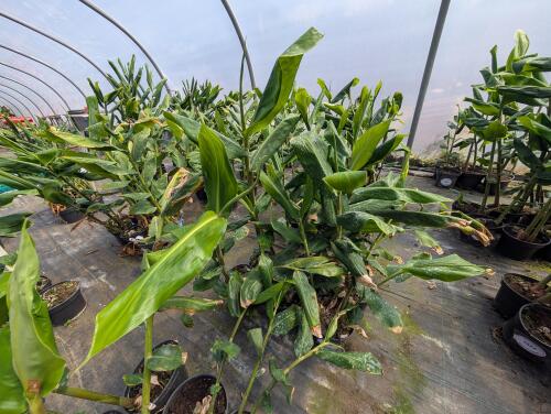 6 X HEDYCHIUM GARDNERIANUM 3L POTS