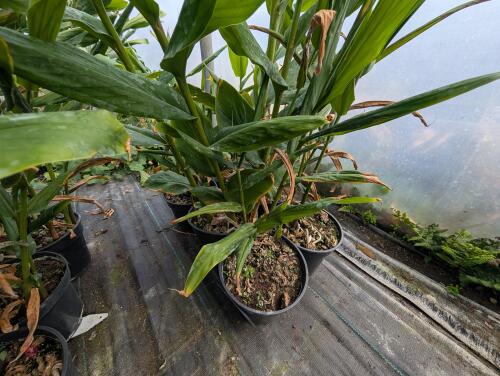 6 X HEDYCHIUM DEVON CREAM 3L POTS