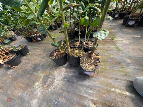 6 X THEDYCHIUM GARDNERIANUM 3L POTS