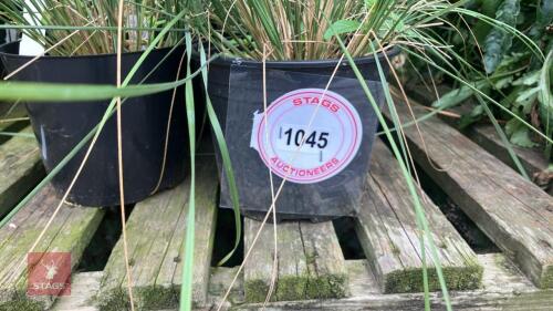 6 X STIPA GIGANTEA GOLDEN OATS 2L POTS