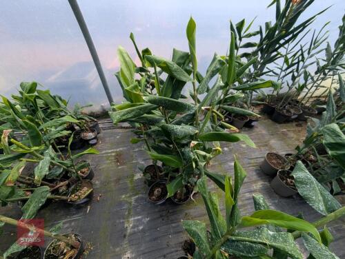 6 X HEDYCHIUM GARDNERIANUM 3L POTS