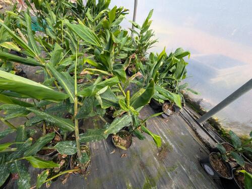 6 X HEDYCHIUM GARDNERIANUM 3L POTS