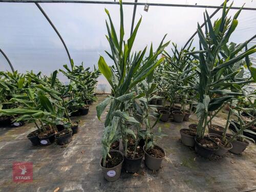 6 X HEDYCHIUM TARA 5L POTS