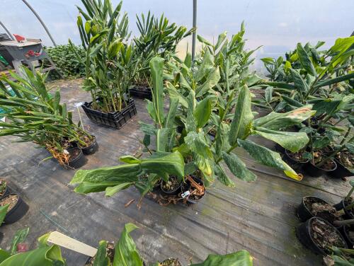 6 X HEDYCHIUM DEVON CREAM 3L POTS