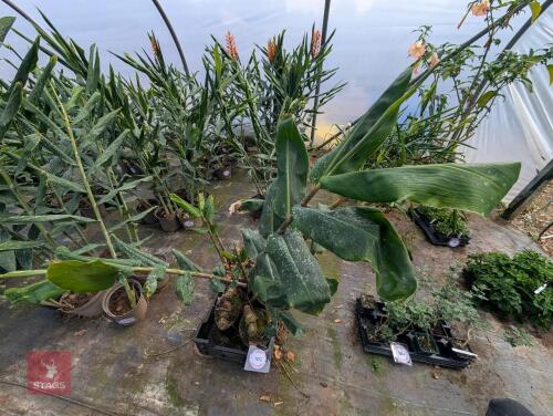 5 X HEDYCHIUM GARDNERIANUM 5L POTS