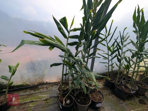6 X HEDYCHIUM TARA 5L POTS