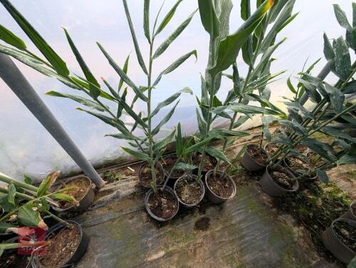 6 X HEDYCHIUM TARA 5L POTS
