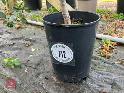 1 X WILD APPLE TREE