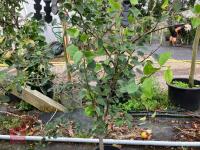 1 X WILD APPLE TREE - 2