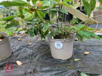 1 X SWEET CHESTNUT