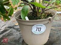 1 X SWEET CHESTNUT - 2