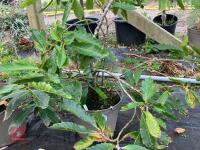 1 X SWEET CHESTNUT - 3