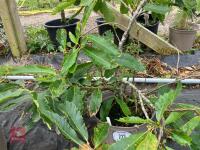 1 X SWEET CHESTNUT - 4