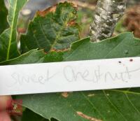 1 X SWEET CHESTNUT - 5