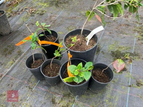 6 X CAMELLIAS