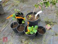 6 X CAMELLIAS