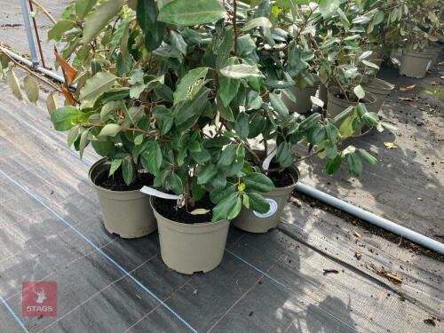 4 X ELAEAGNUS X EBBINGEI