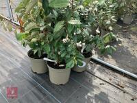 4 X ELAEAGNUS X EBBINGEI