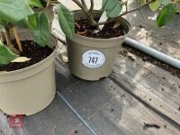 4 X ELAEAGNUS X EBBINGEI - 2