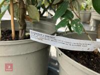4 X ELAEAGNUS X EBBINGEI - 3