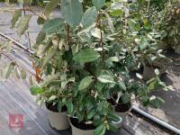 4 X ELAEAGNUS X EBBINGEI - 4
