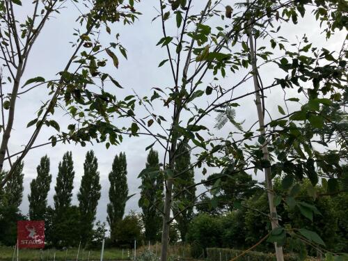 1 X AMELANCHIER GRANDIFOLIA ROBIN HILL