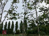 1 X AMELANCHIER GRANDIFOLIA ROBIN HILL
