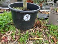 1 X AMELANCHIER GRANDIFOLIA ROBIN HILL - 2