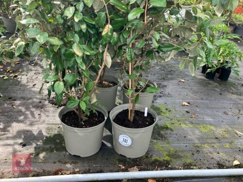 4 X ELAEAGNUS X EBBINGEI