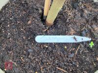 4 X ELAEAGNUS X EBBINGEI - 2