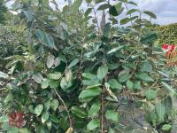 4 X ELAEAGNUS X EBBINGEI - 3