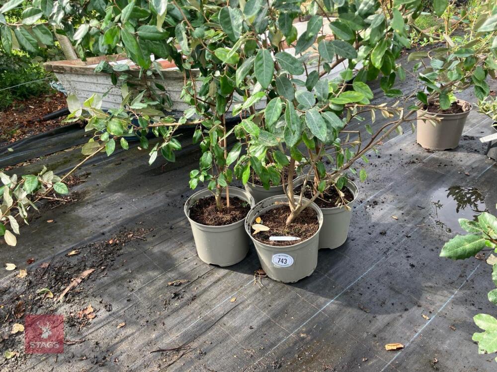 4 X ELAEAGNUS X EBBINGEI
