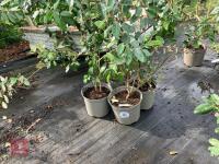 4 X ELAEAGNUS X EBBINGEI