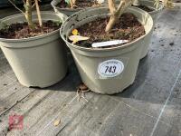4 X ELAEAGNUS X EBBINGEI - 2