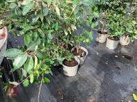 4 X ELAEAGNUS X EBBINGEI - 3