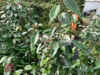 4 X ELAEAGNUS X EBBINGEI - 4