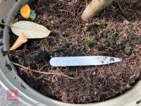 4 X ELAEAGNUS X EBBINGEI - 5