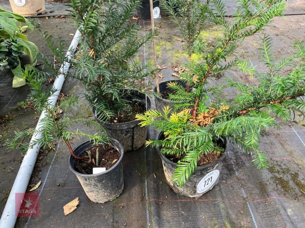 4 X YEW TREE