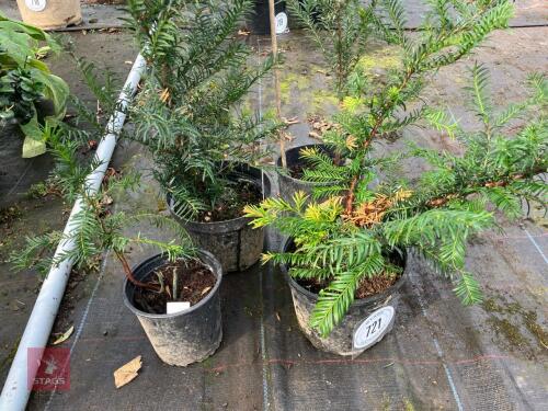 4 X YEW TREE