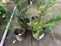 4 X YEW TREE