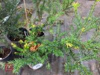 4 X YEW TREE - 4