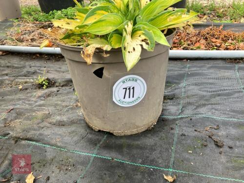 1 X HOSTA