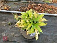 1 X HOSTA - 2