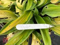 1 X HOSTA - 3