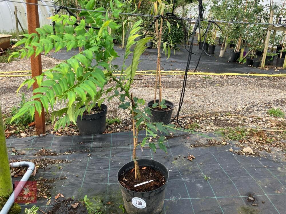1 X MAHONIA