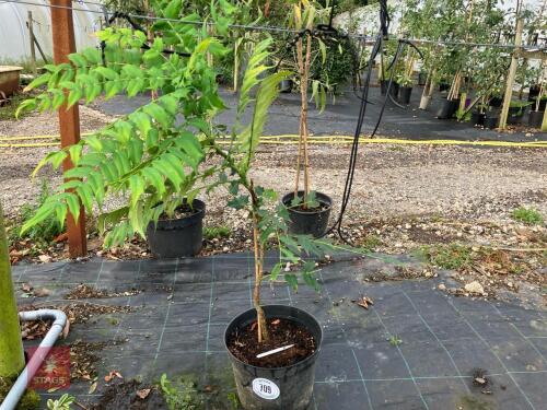 1 X MAHONIA