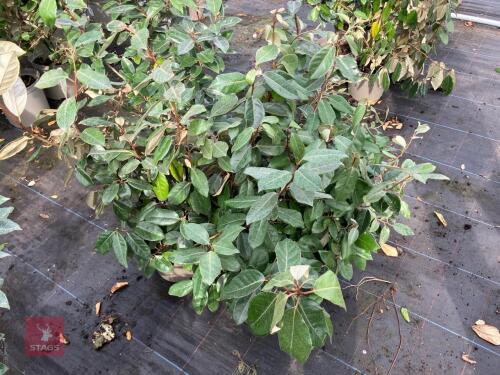 4 X ELAEAGNUS X EBBINGEI