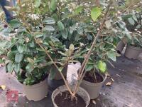 4 X ELAEAGNUS X EBBINGEI - 3